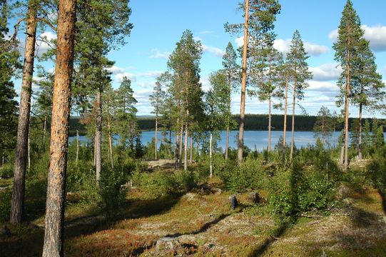 Terre dans Vuontisjärvi